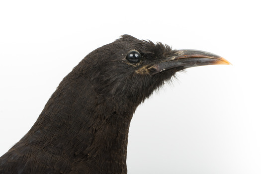 Taxidermy American Crow standing on a wooden mount looking forwards.