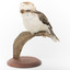 Kookaburra standing on a wooden branch facing forward