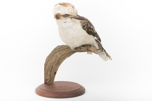 Kookaburra standing on a wooden branch facing forward