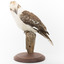 Kookaburra standing on a wooden branch facing forward