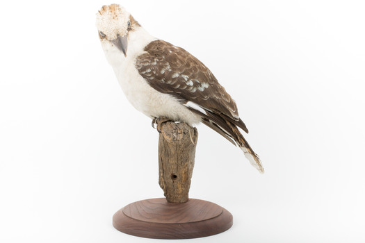 Kookaburra standing on a wooden branch facing forward