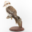 Kookaburra standing on a wooden branch facing forward