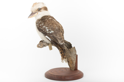 Kookaburra standing on a wooden branch facing forward