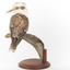 Kookaburra standing on a wooden branch facing forward