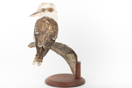 Kookaburra standing on a wooden branch facing forward