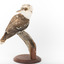 Kookaburra standing on a wooden branch facing forward