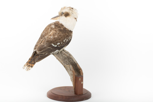 Kookaburra standing on a wooden branch facing forward