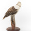 Kookaburra standing on a wooden branch facing forward