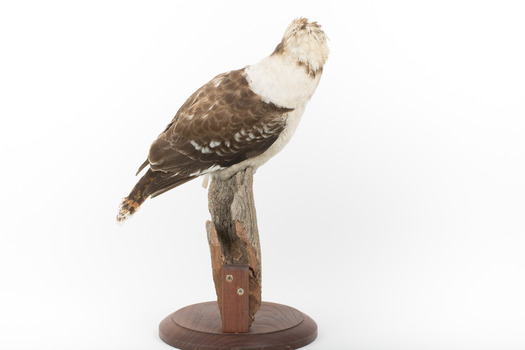 Kookaburra standing on a wooden branch facing forward