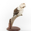 Kookaburra standing on a wooden branch facing forward