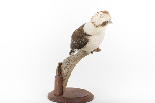 Kookaburra standing on a wooden branch facing forward