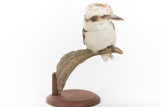 Kookaburra standing on a wooden branch facing forward