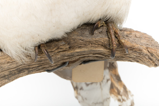 Kookaburra standing on a wooden branch facing forward