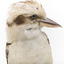 Kookaburra standing on a wooden branch facing forward