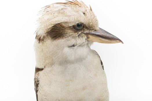 Kookaburra standing on a wooden branch facing forward