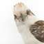 Kookaburra standing on a wooden branch facing forward