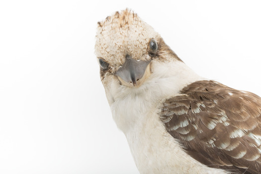 Kookaburra standing on a wooden branch facing forward