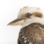 Kookaburra standing on a wooden branch facing forward