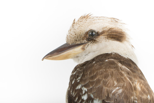 Kookaburra standing on a wooden branch facing forward