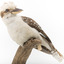 Kookaburra standing on a wooden branch facing forward