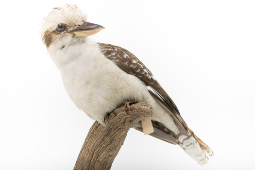Kookaburra standing on a wooden branch facing forward