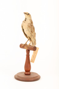 Rufous Songlark sitting on a wooden perch facing forward