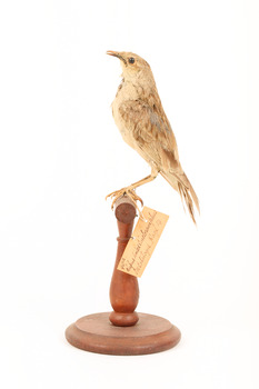 Rufous Songlark sitting on a wooden perch facing forward