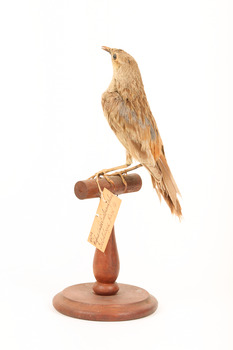 Rufous Songlark sitting on a wooden perch facing forward