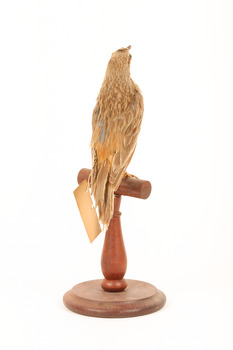 Rufous Songlark sitting on a wooden perch facing forward