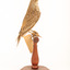 Rufous Songlark sitting on a wooden perch facing forward