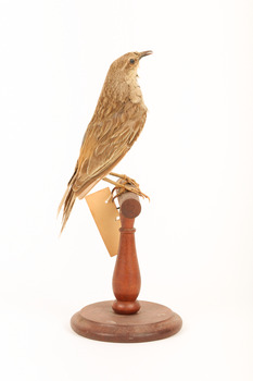 Rufous Songlark sitting on a wooden perch facing forward