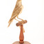 Rufous Songlark sitting on a wooden perch facing forward