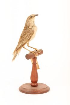 Rufous Songlark sitting on a wooden perch facing forward