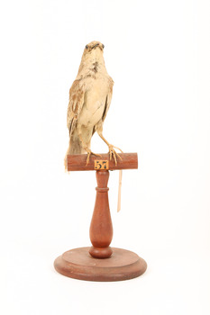 Rufous Songlark sitting on a wooden perch facing forward
