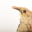 Rufous Songlark sitting on a wooden perch facing forward