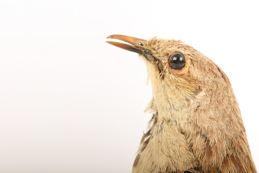 Rufous Songlark sitting on a wooden perch facing forward