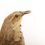 Rufous Songlark sitting on a wooden perch facing forward