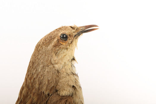 Rufous Songlark sitting on a wooden perch facing forward
