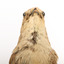 Rufous Songlark sitting on a wooden perch facing forward