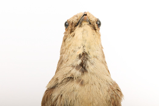 Rufous Songlark sitting on a wooden perch facing forward