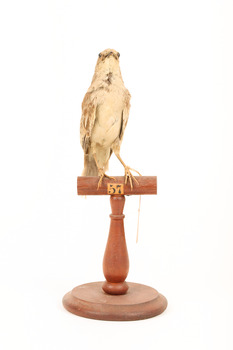 Rufous Songlark sitting on a wooden perch facing forward