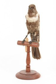Ring Ouzel standing on a wooden perch facing forward