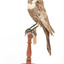 Ring Ouzel standing on a wooden perch facing forward