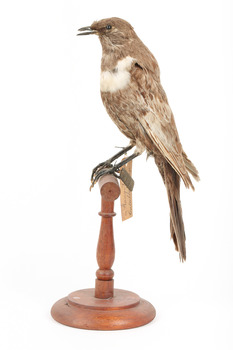 Ring Ouzel standing on a wooden perch facing forward