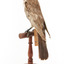 Ring Ouzel standing on a wooden perch facing forward