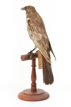 Ring Ouzel standing on a wooden perch facing forward