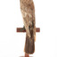 Ring Ouzel standing on a wooden perch facing forward