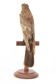 Ring Ouzel standing on a wooden perch facing forward