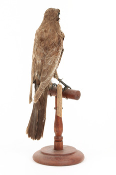 Ring Ouzel standing on a wooden perch facing forward