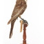 Ring Ouzel standing on a wooden perch facing forward